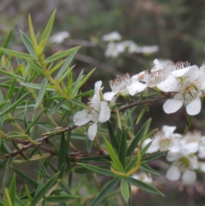 Leptospermum continentale (Prickly Teatree) at Paddys River, ACT - 17 Jan 2023 by MichaelBedingfield