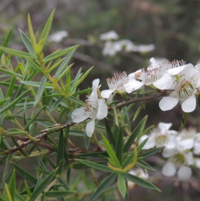 Leptospermum continentale (Prickly Teatree) at Paddys River, ACT - 17 Jan 2023 by michaelb