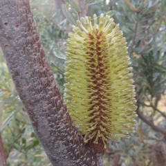 Banksia marginata (Silver Banksia) at Paddys River, ACT - 17 Jan 2023 by michaelb