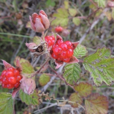 Rubus parvifolius (Native Raspberry) at Paddys River, ACT - 17 Jan 2023 by michaelb