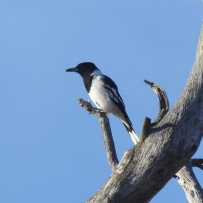 Cracticus nigrogularis (Pied Butcherbird) at Stromlo, ACT - 3 Aug 2023 by HelenCross