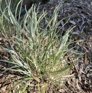 Senecio quadridentatus at Hackett, ACT - 4 Aug 2023