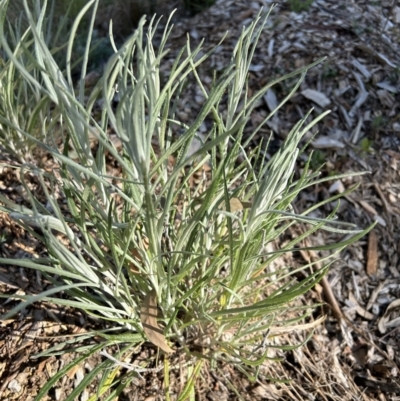 Senecio quadridentatus (Cotton Fireweed) at Hackett, ACT - 4 Aug 2023 by cmobbs