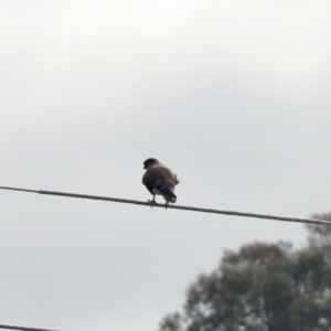 Falco berigora at Tuggeranong, ACT - 2 Aug 2023