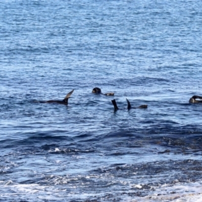 Arctocephalus pusillus doriferus (Australian Fur-seal) at Merimbula, NSW - 3 Aug 2023 by KMcCue