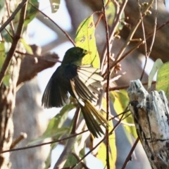 Manorina melanophrys (Bell Miner) at Merimbula, NSW - 3 Aug 2023 by KMcCue