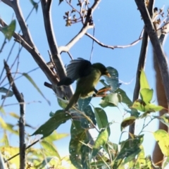 Manorina melanophrys at Merimbula, NSW - 3 Aug 2023 10:59 AM