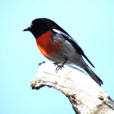 Petroica boodang (Scarlet Robin) at Tuggeranong, ACT - 4 Aug 2023 by HelenCross