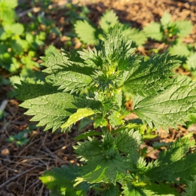 Urtica urens (Small Nettle) at Isabella Plains, ACT - 4 Aug 2023 by Mike