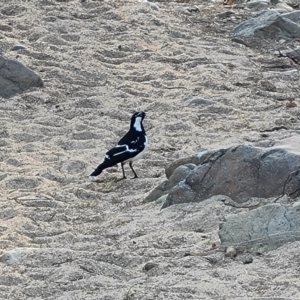 Grallina cyanoleuca at Greenway, ACT - 4 Aug 2023