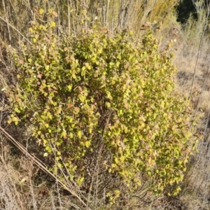 Correa reflexa var. reflexa at Greenway, ACT - 4 Aug 2023