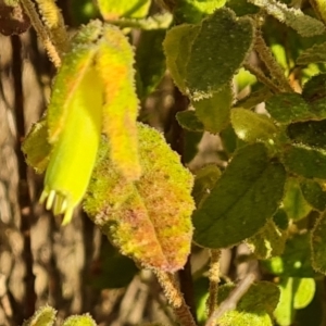 Correa reflexa var. reflexa at Greenway, ACT - 4 Aug 2023 03:47 PM