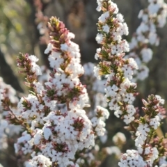 Styphelia attenuata (Small-leaved Beard Heath) at Greenway, ACT - 4 Aug 2023 by Mike