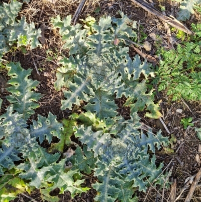 Onopordum acanthium (Scotch Thistle) at Greenway, ACT - 4 Aug 2023 by Mike