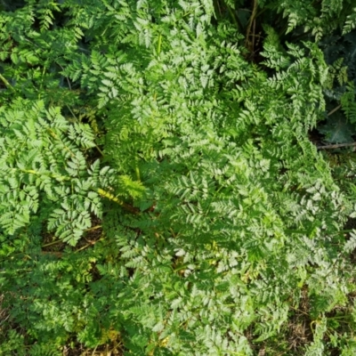 Conium maculatum (Hemlock) at Greenway, ACT - 4 Aug 2023 by Mike