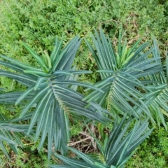 Euphorbia lathyris at Greenway, ACT - 4 Aug 2023