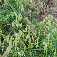 Clematis leptophylla at Greenway, ACT - 4 Aug 2023