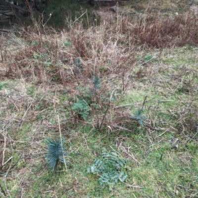 Euphorbia lathyris (Caper Spurge) at Stromlo, ACT - 29 Jul 2023 by HelenCross