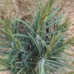 Euphorbia lathyris at Stromlo, ACT - 29 Jul 2023 11:12 AM