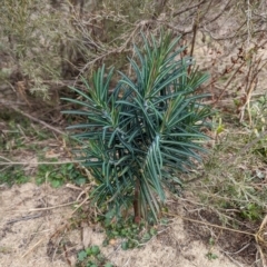 Euphorbia lathyris at Stromlo, ACT - 29 Jul 2023 11:12 AM