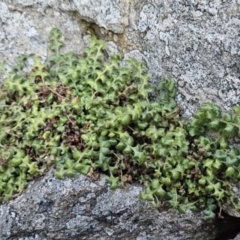 Asplenium subglandulosum (Blanket Fern) at Chapman, ACT - 4 Aug 2023 by BethanyDunne