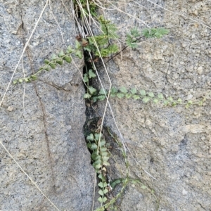 Asplenium flabellifolium at Chapman, ACT - 4 Aug 2023