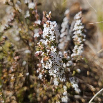 Leucopogon attenuatus (Small-leaved Beard Heath) at Cotter River, ACT - 25 Jul 2023 by BethanyDunne