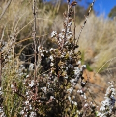 Styphelia attenuata at Cotter River, ACT - 25 Jul 2023