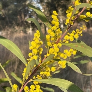 Acacia rubida at Griffith, ACT - 4 Aug 2023