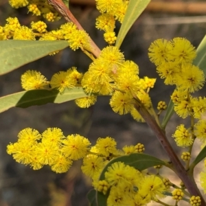 Acacia rubida at Griffith, ACT - 4 Aug 2023