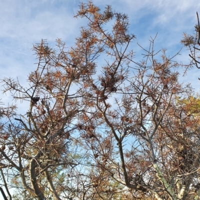 Hakea decurrens subsp. decurrens (Bushy Needlewood) at Yass River, NSW - 4 Aug 2023 by SenexRugosus