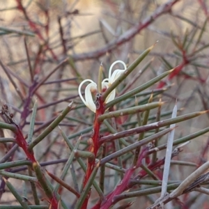 Hakea decurrens subsp. decurrens at Yass River, NSW - 4 Aug 2023 04:27 PM