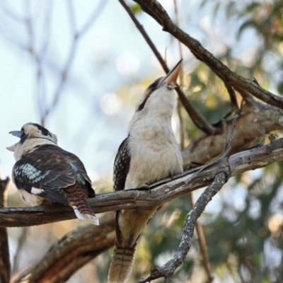 Dacelo novaeguineae (Laughing Kookaburra) at Thirlmere, NSW - 31 Jul 2023 by Freebird
