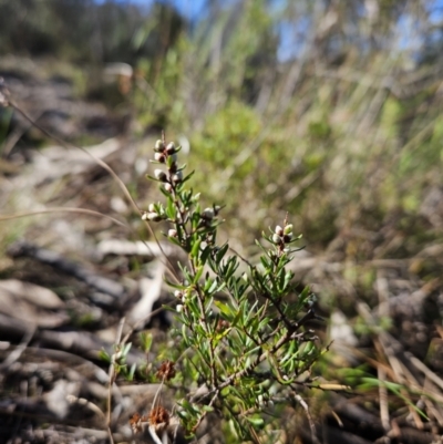 Cryptandra amara (Bitter Cryptandra) at Tuggeranong, ACT - 30 Jul 2023 by BethanyDunne