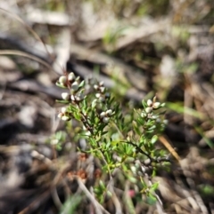 Cryptandra amara at Tuggeranong, ACT - 30 Jul 2023