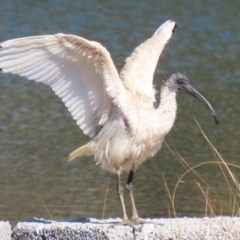 Threskiornis molucca (Australian White Ibis) at Isabella Pond - 4 Aug 2023 by RodDeb