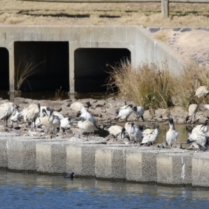 Threskiornis molucca at Monash, ACT - 4 Aug 2023