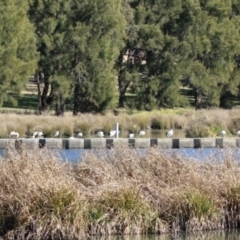 Threskiornis molucca at Monash, ACT - 4 Aug 2023