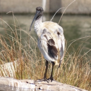 Threskiornis molucca at Monash, ACT - 4 Aug 2023