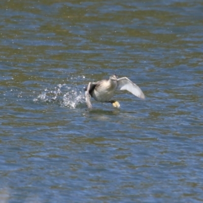 Poliocephalus poliocephalus (Hoary-headed Grebe) at Isabella Pond - 4 Aug 2023 by RodDeb