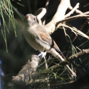 Pachycephala pectoralis at Monash, ACT - 4 Aug 2023