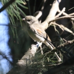 Pachycephala pectoralis at Monash, ACT - 4 Aug 2023