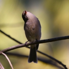 Pachycephala pectoralis at Monash, ACT - 4 Aug 2023