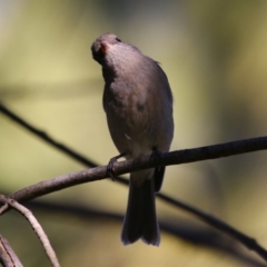 Pachycephala pectoralis at Monash, ACT - 4 Aug 2023