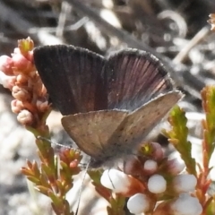 Erina acasta at Rendezvous Creek, ACT - 4 Aug 2023 12:14 PM