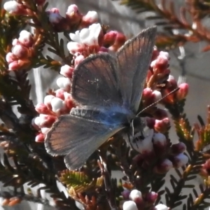 Erina acasta at Rendezvous Creek, ACT - 4 Aug 2023 12:14 PM