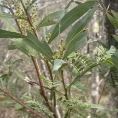 Acacia rubida (Red-stemmed Wattle, Red-leaved Wattle) at Coree, ACT - 3 Aug 2023 by JaneR