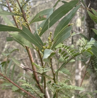 Acacia rubida (Red-stemmed Wattle, Red-leaved Wattle) at Coree, ACT - 3 Aug 2023 by JaneR