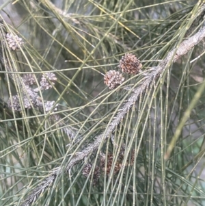 Casuarina cunninghamiana subsp. cunninghamiana at Coree, ACT - 3 Aug 2023