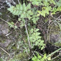 Cheilanthes austrotenuifolia at Coree, ACT - 3 Aug 2023 by JaneR